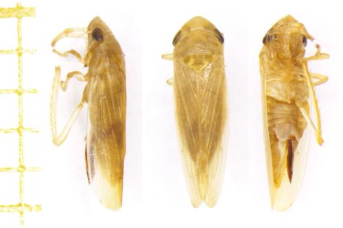 Réf. 356 426 : Bamboosella dimorpha